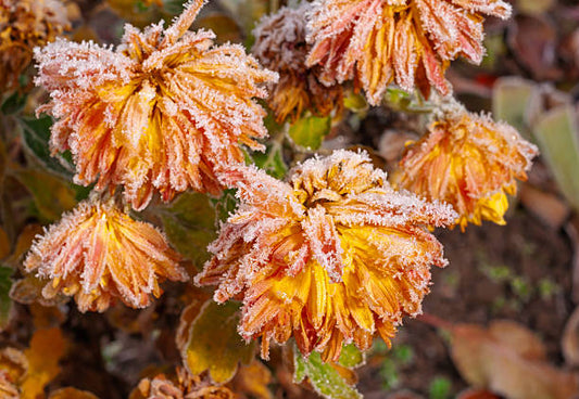 Frost Dahlia