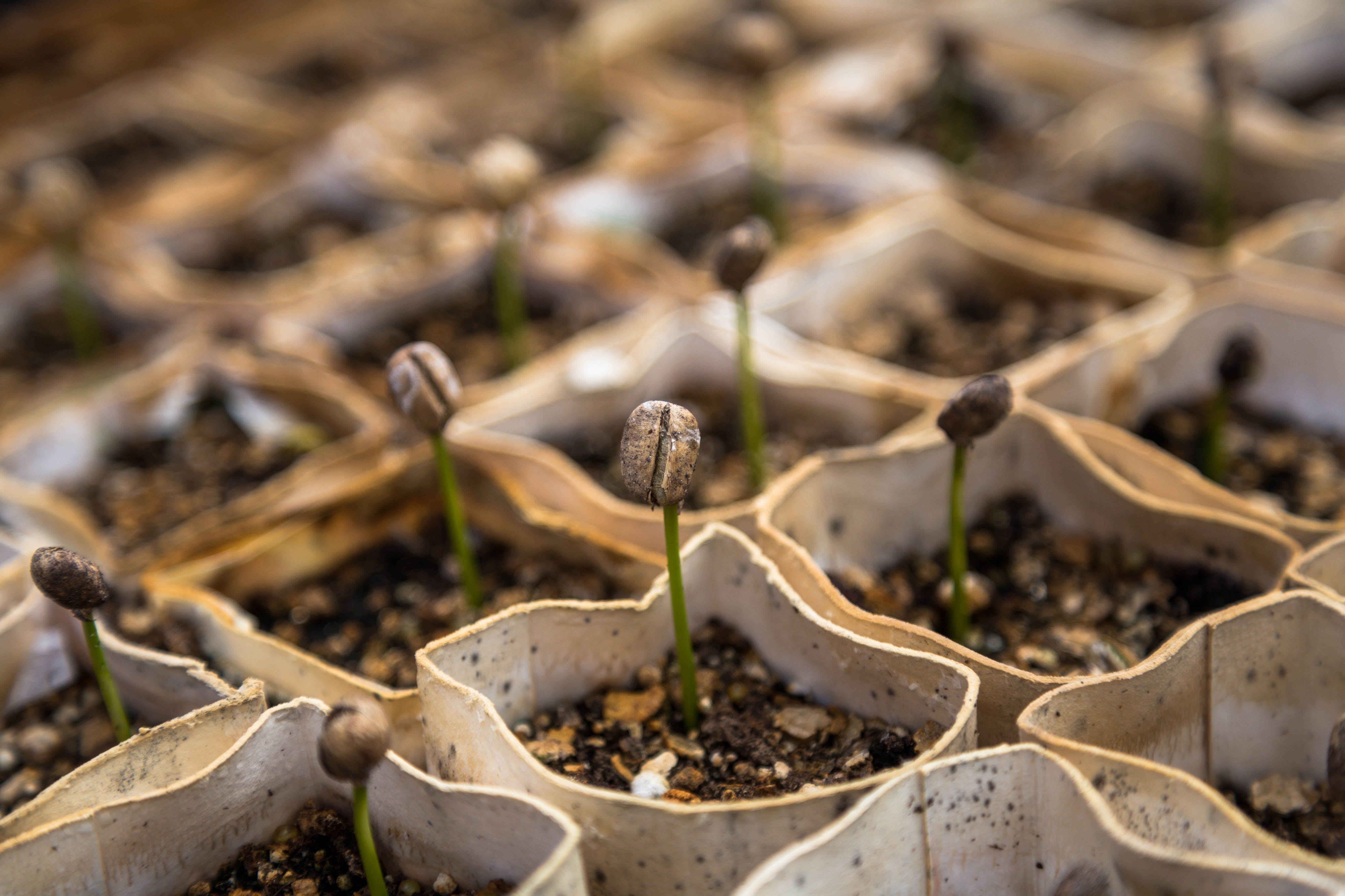 Seeds Herbs