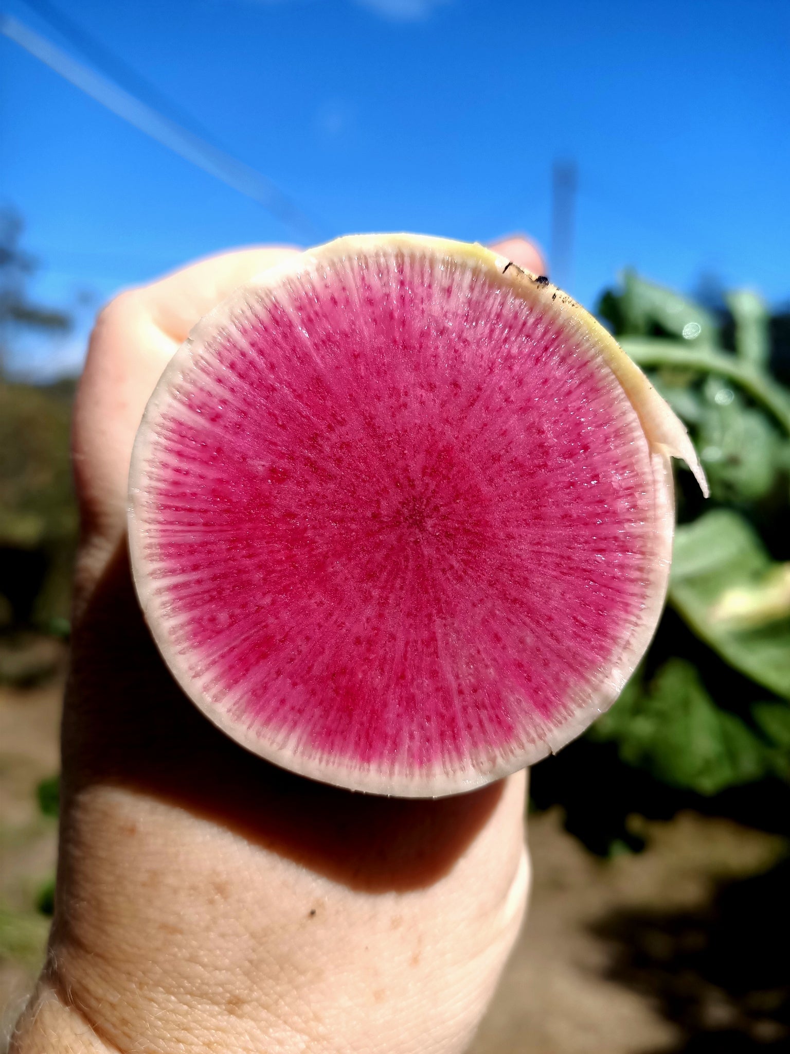 Watermelon radish Australia