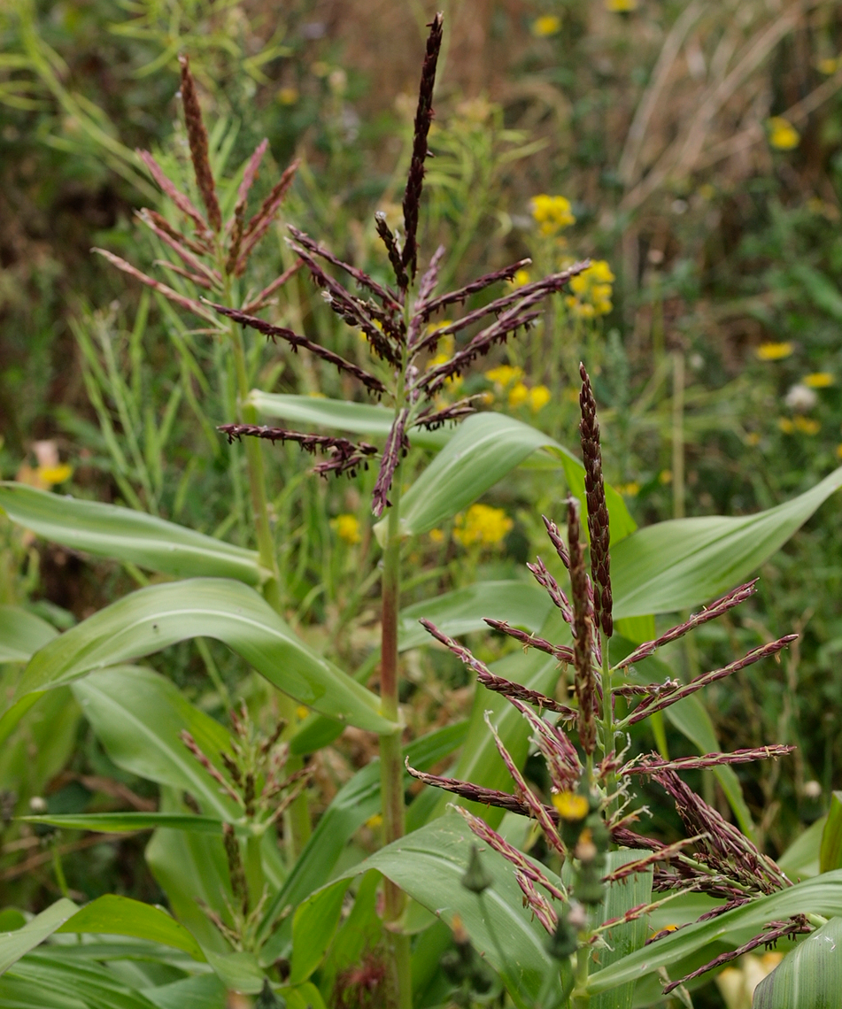 Painted mountain Corn seeds
