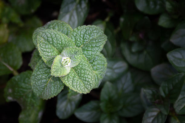 Applemint seeds