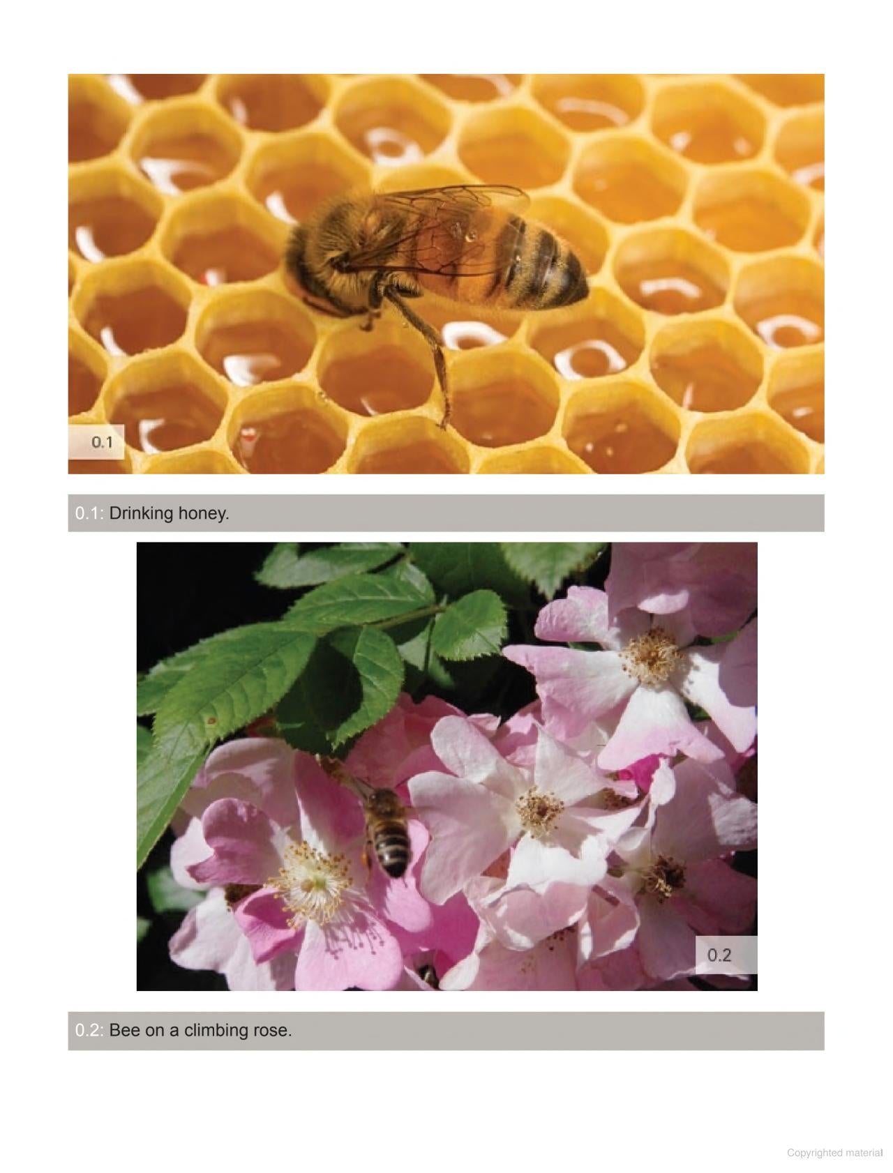 Australian Beekeeping Manual Author : Robert Owen