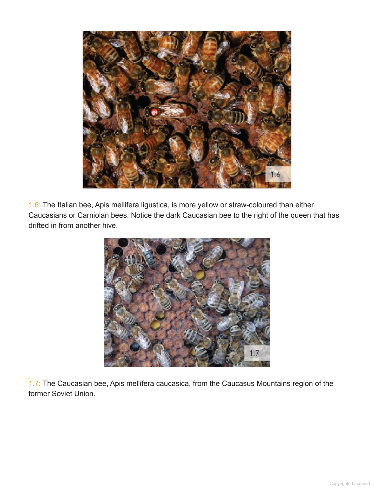 Australian Beekeeping Manual Author : Robert Owen