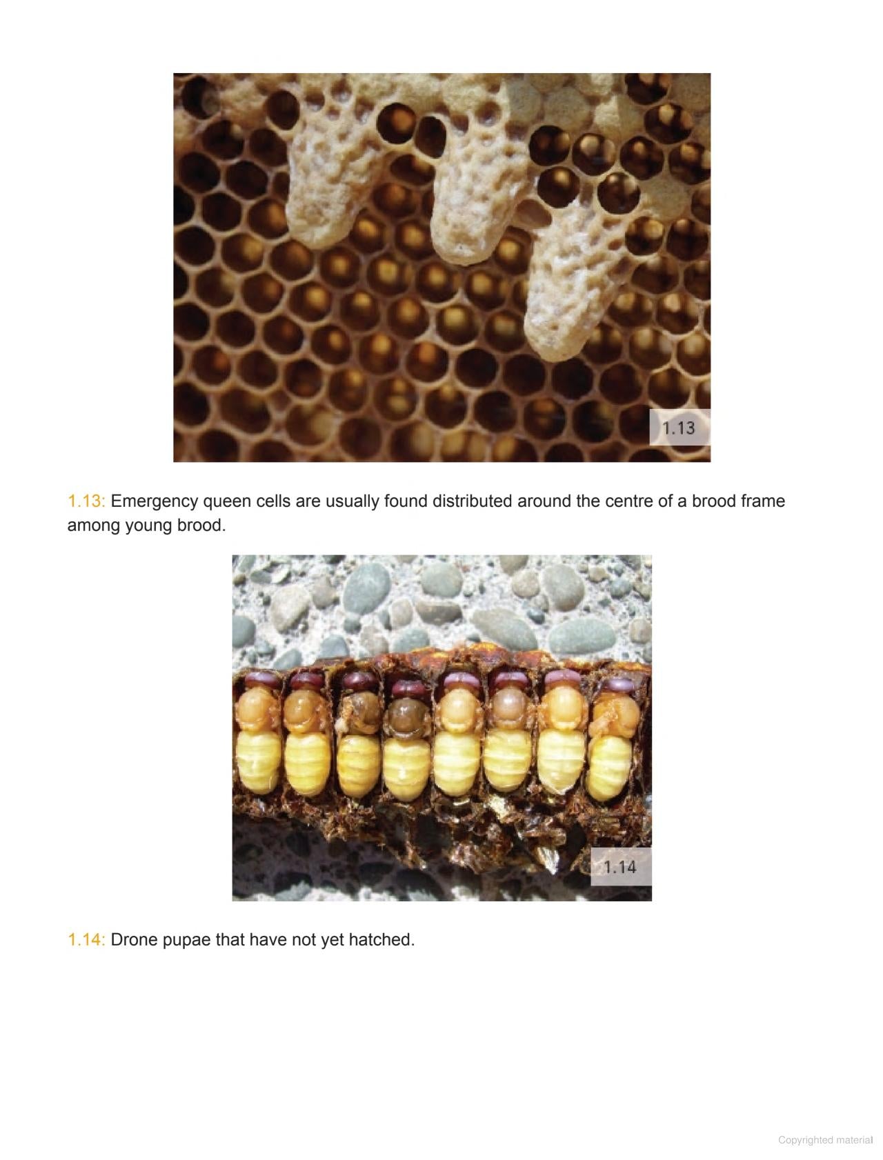 Australian Beekeeping Manual Author : Robert Owen