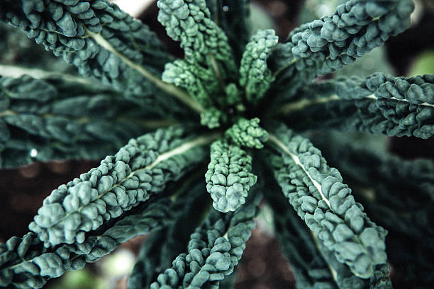Kale Black Toscana