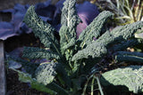 Kale Black Toscana