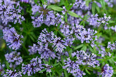 Blue Woodruff flower seeds