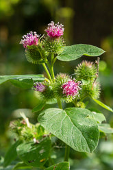 Burdock seeds