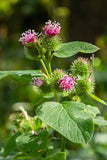 Burdock seeds