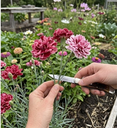 Carnation mixed seeds Australia