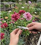Carnation mixed seeds Australia