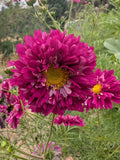 Cosmos double click cranberry flower