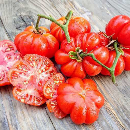 Tomato Costa Luta Seeds
