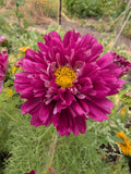 Double click cranberry cosmos flower
