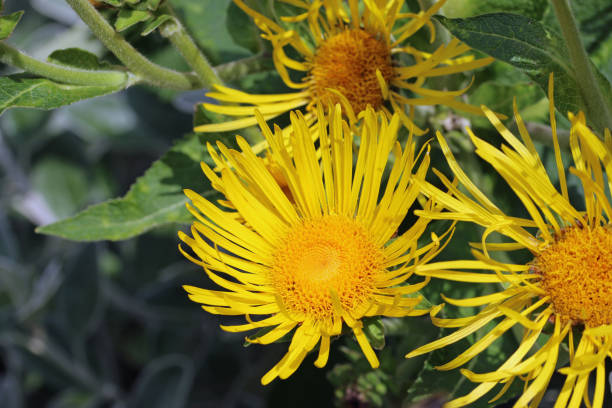 Elecampane (Elf Dock )
