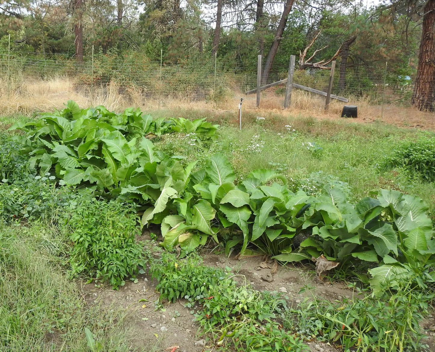 Elecampane (Elf Dock )