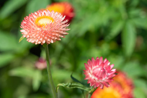 Everlasting paper daisy salmon rose