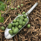 Australian made Aluminium garden Wide trowel