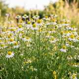 German chamomile seeds Australia