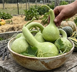 Bottle gourd tasmania