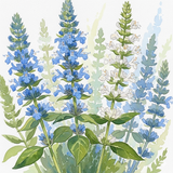 Hyssop Blue and White