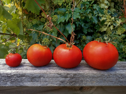 Tomato Burnley Sure crop