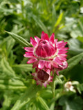 Everlasting Daisy Silver Rose
