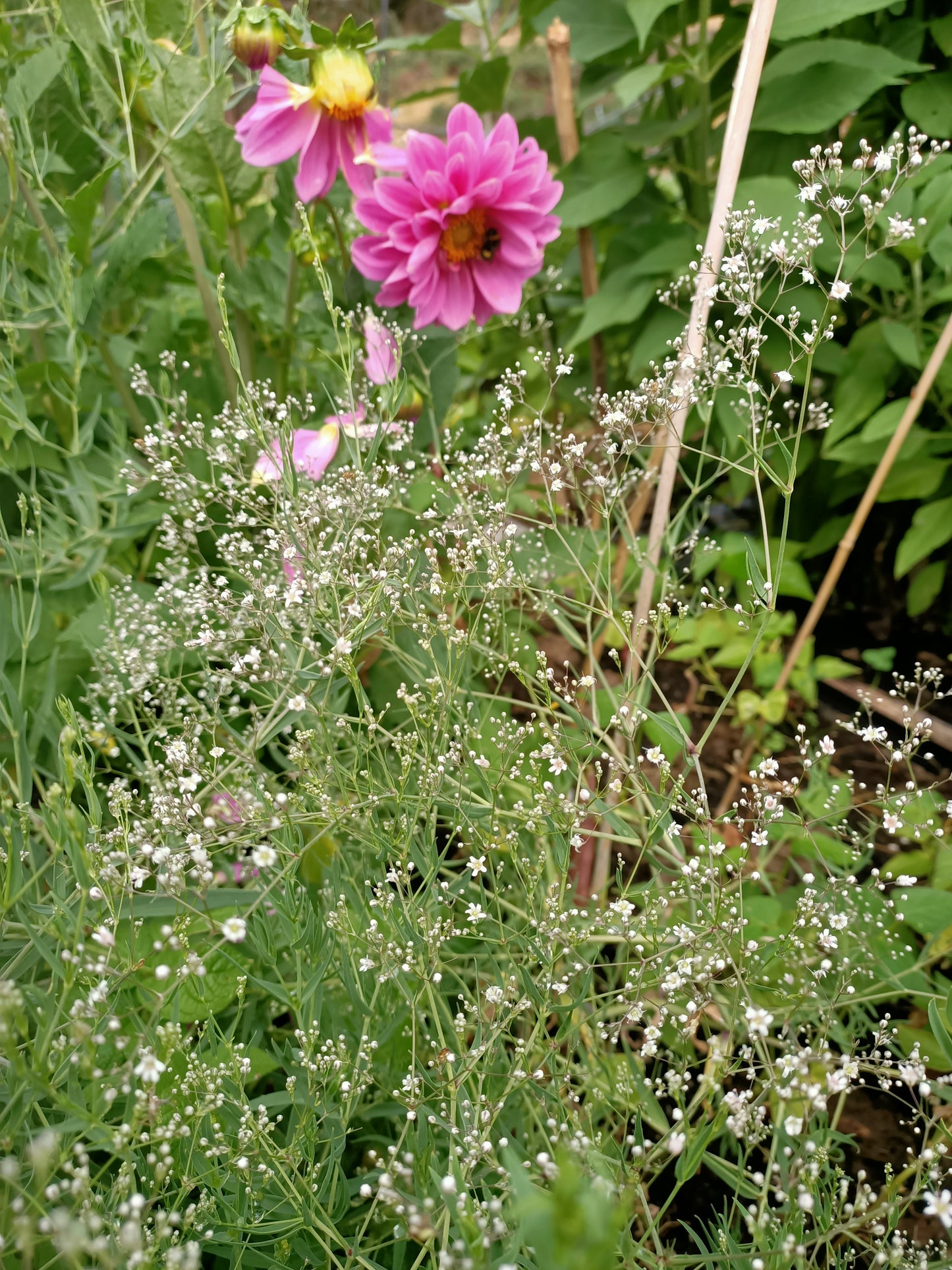 Babys Breath