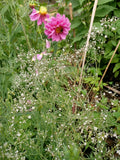 Babys Breath