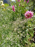 Babys Breath