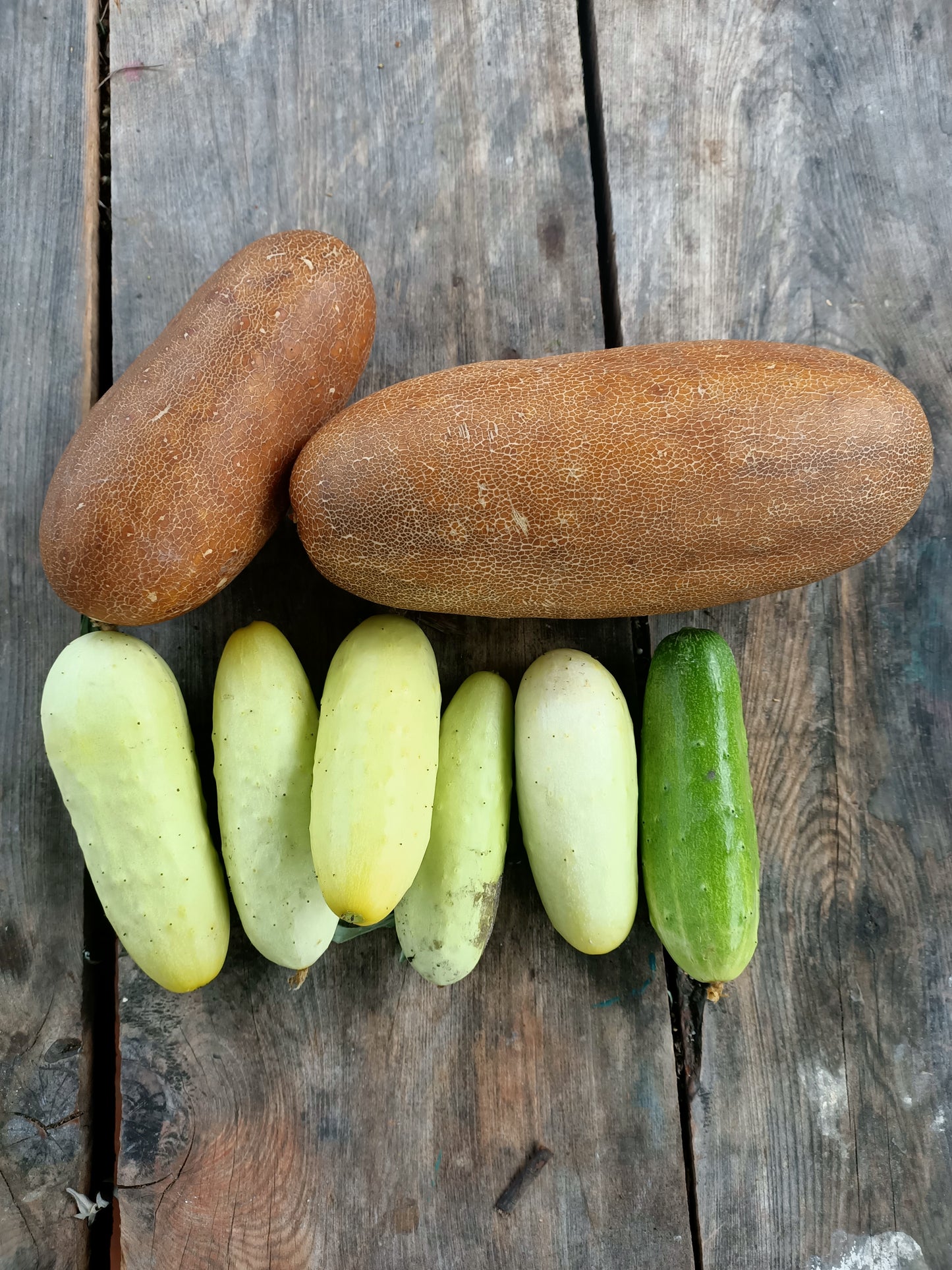 Poona Kheera Cucumber seeds