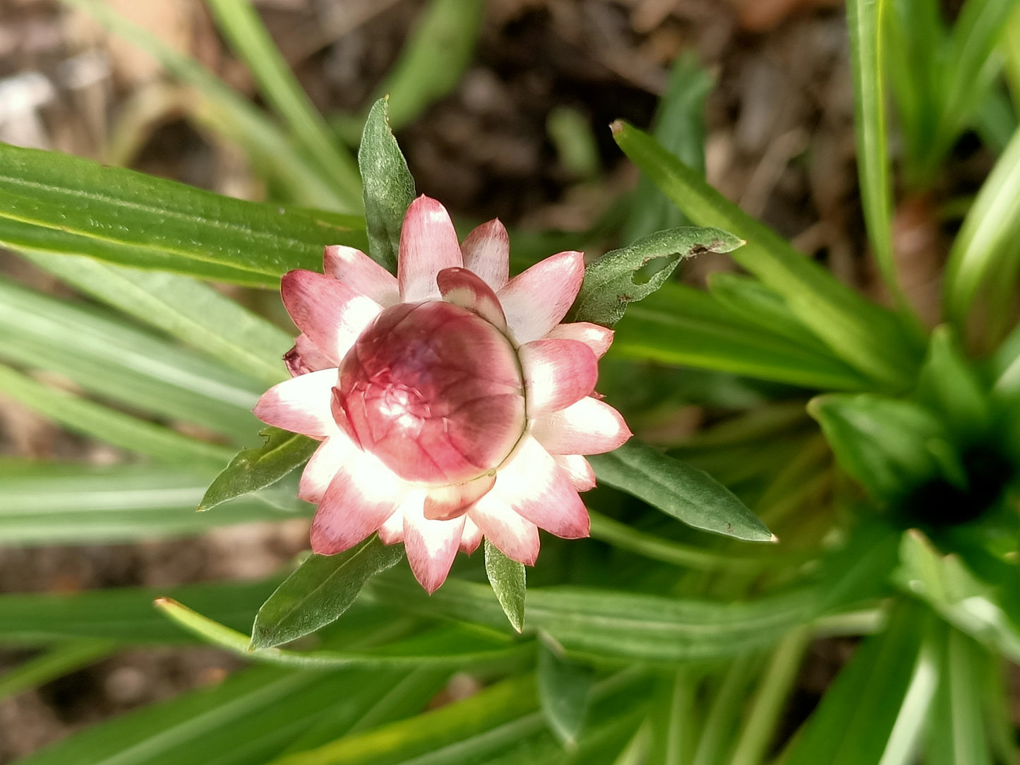 Everlasting paper daisy salmon rose