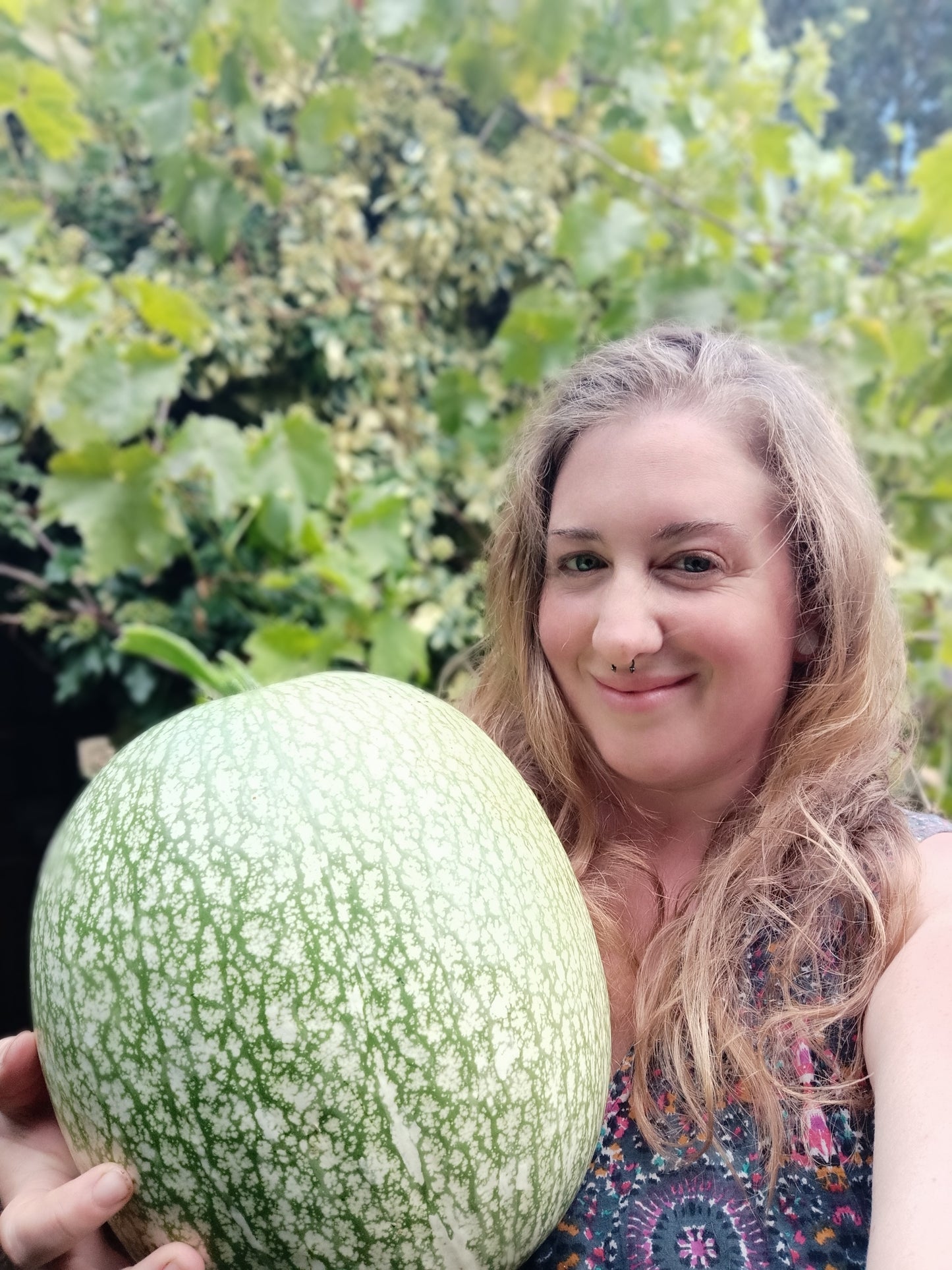 Fig Leaf Gourd