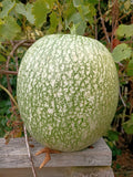 Fig leaf gourd seed Tasmania