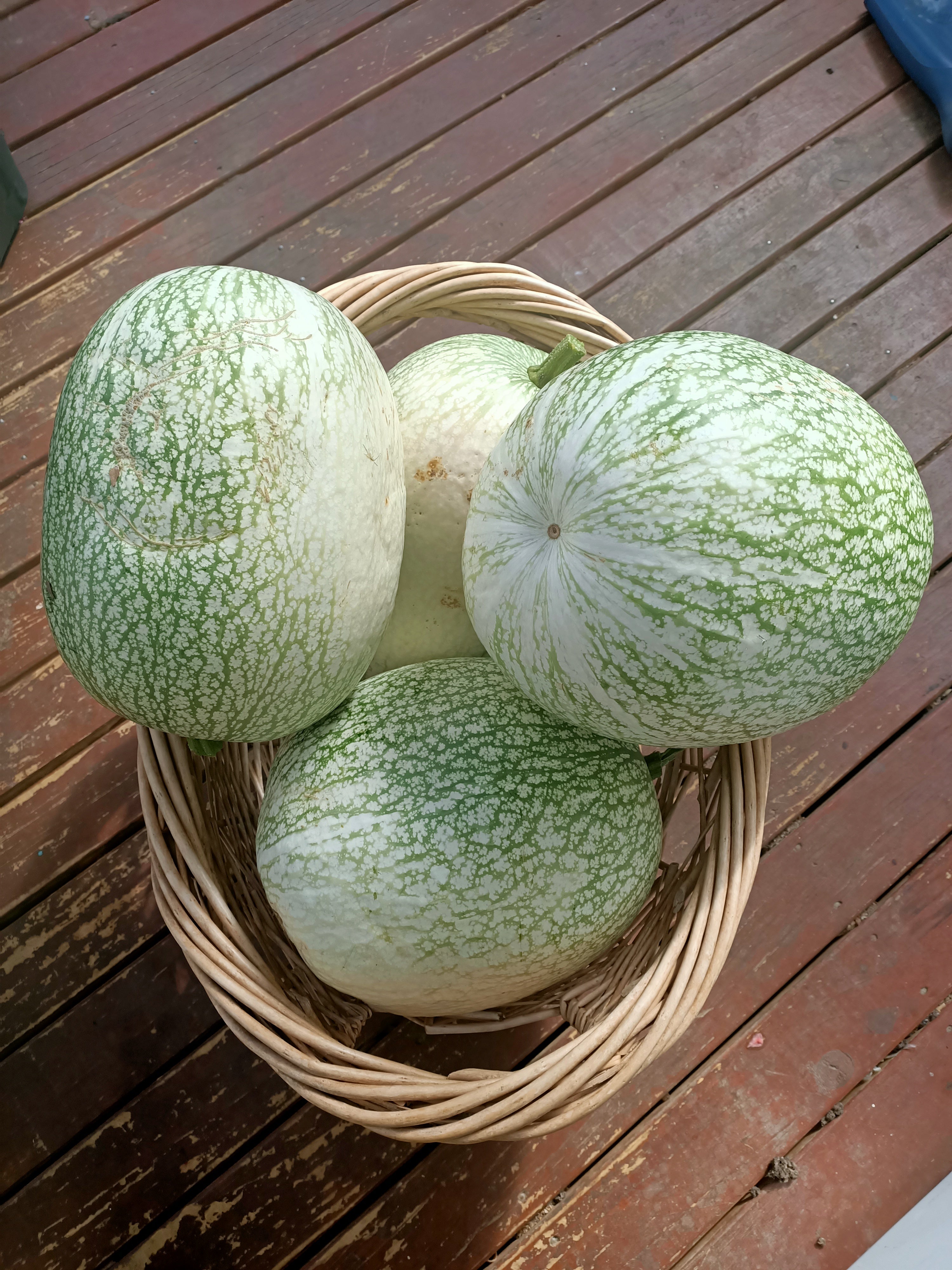 Shark melon seeds Tasmania