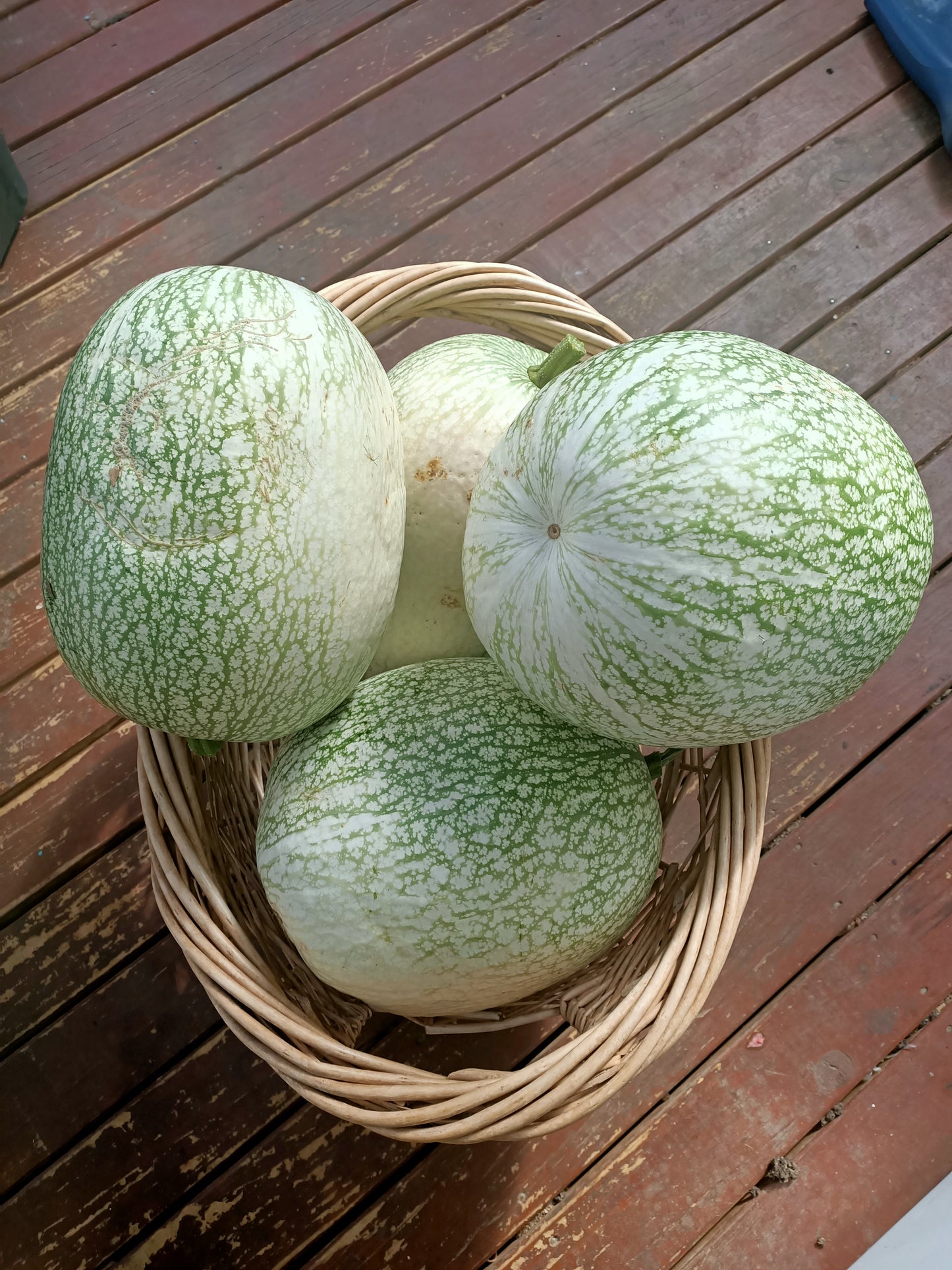 Shark melon seeds Tasmania