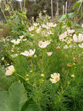 Cosmos Apricot Lemonade