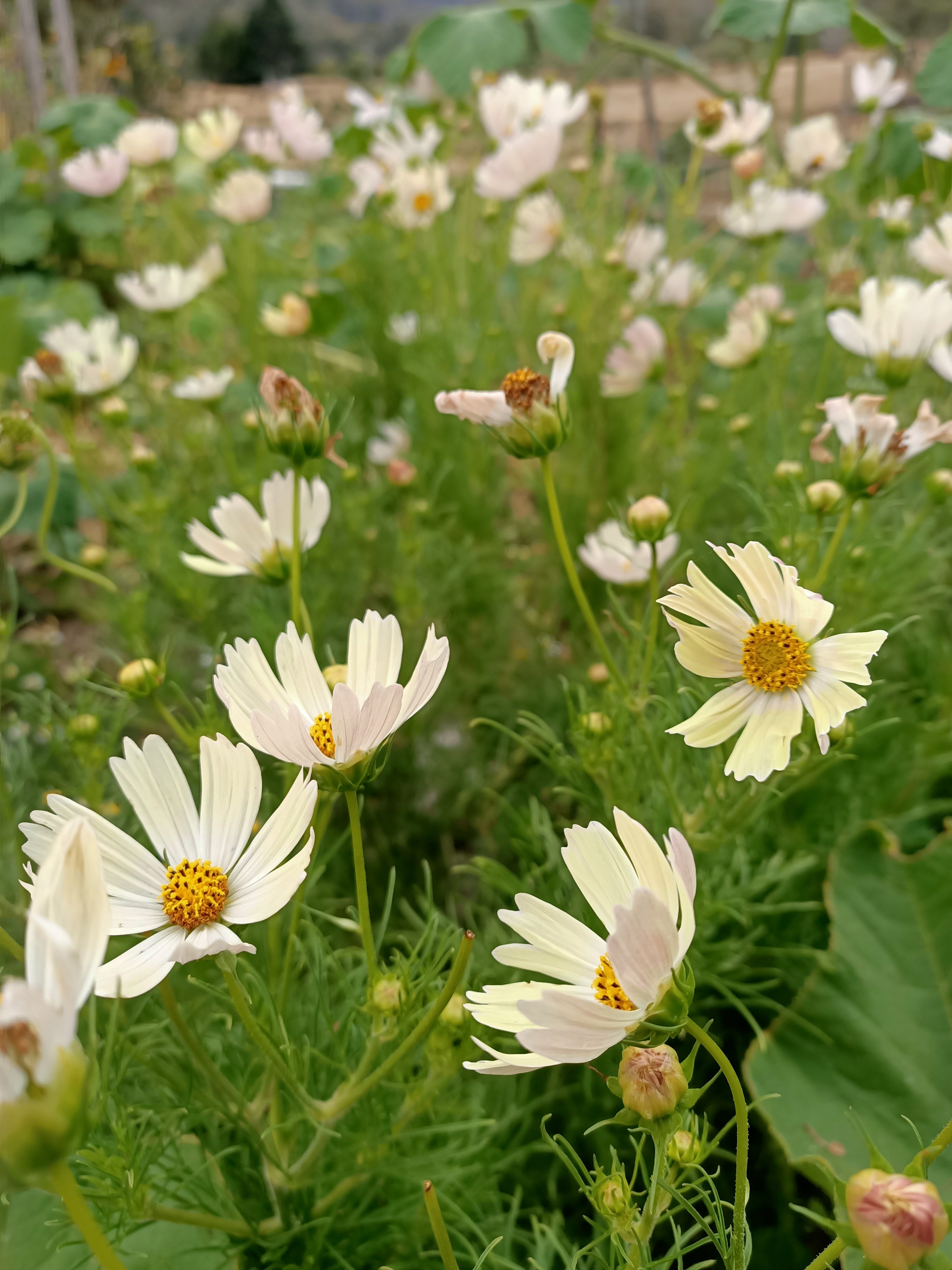 Cosmos apricot lemonade