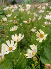 Cosmos apricot lemonade