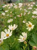 Cosmos apricot lemonade