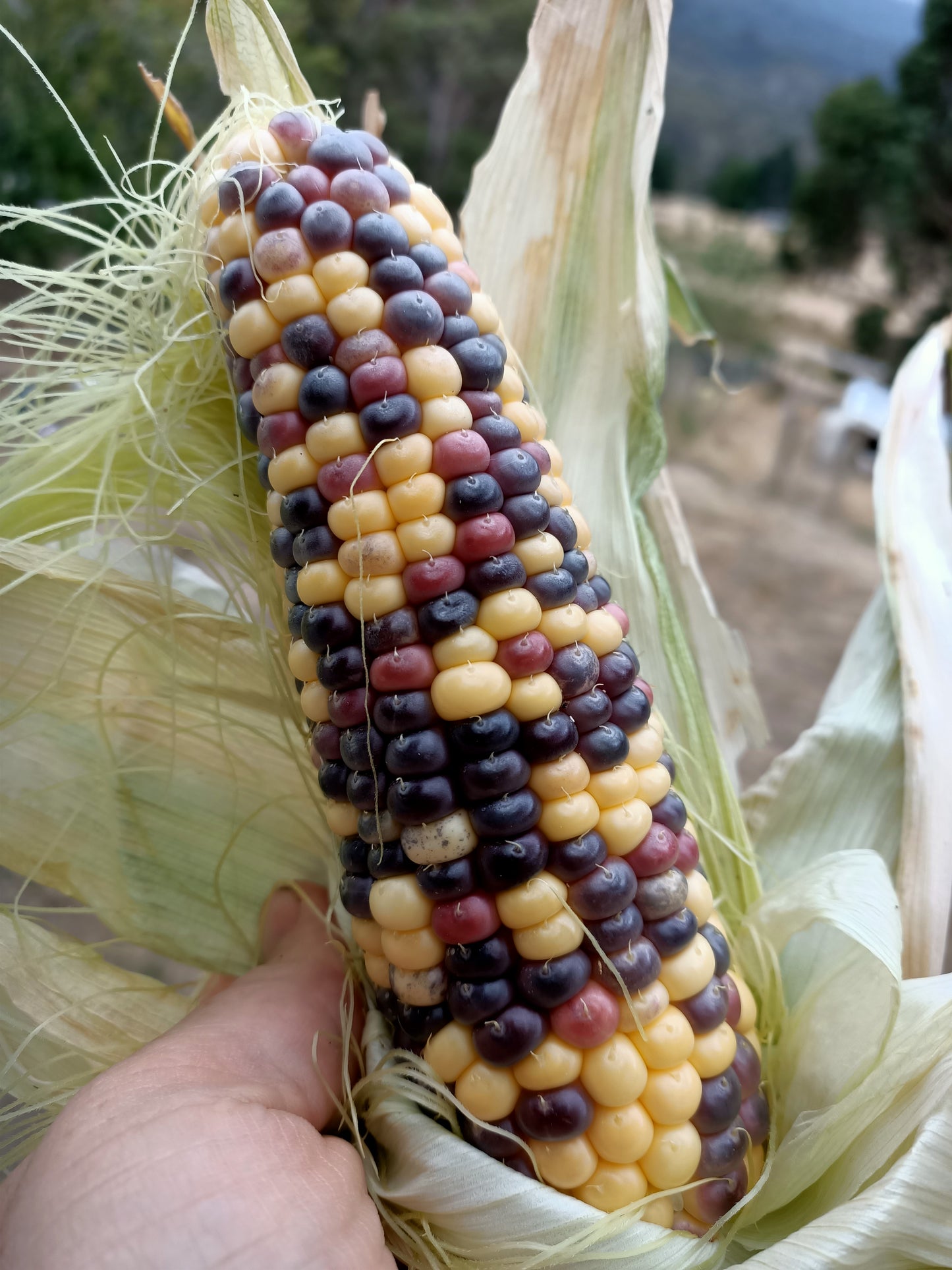 Anasazi corn seed Tasmania 