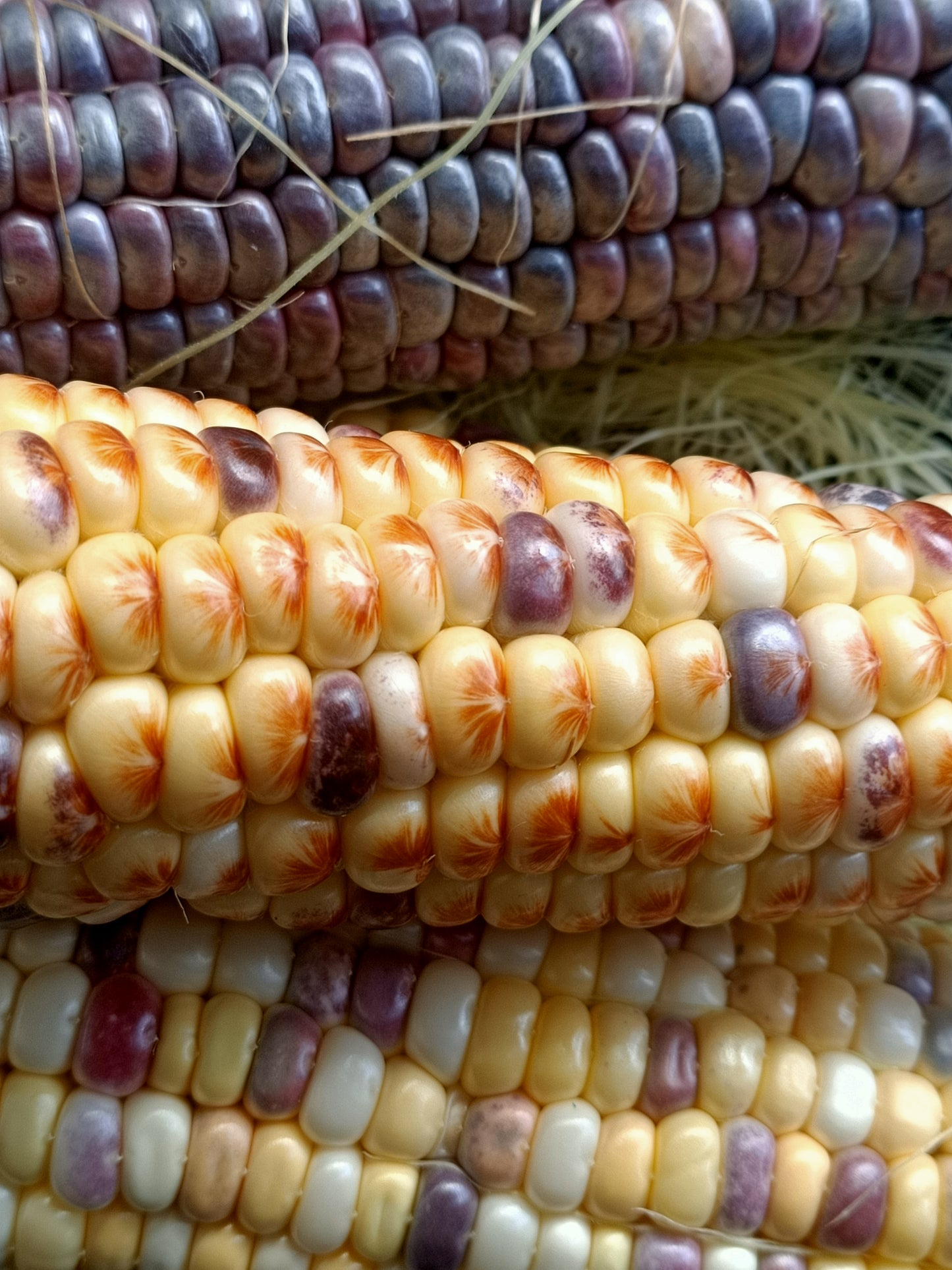 Corn seeds Tasmania