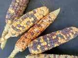Corn Anasazi