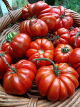 Costa Luta tomato seeds