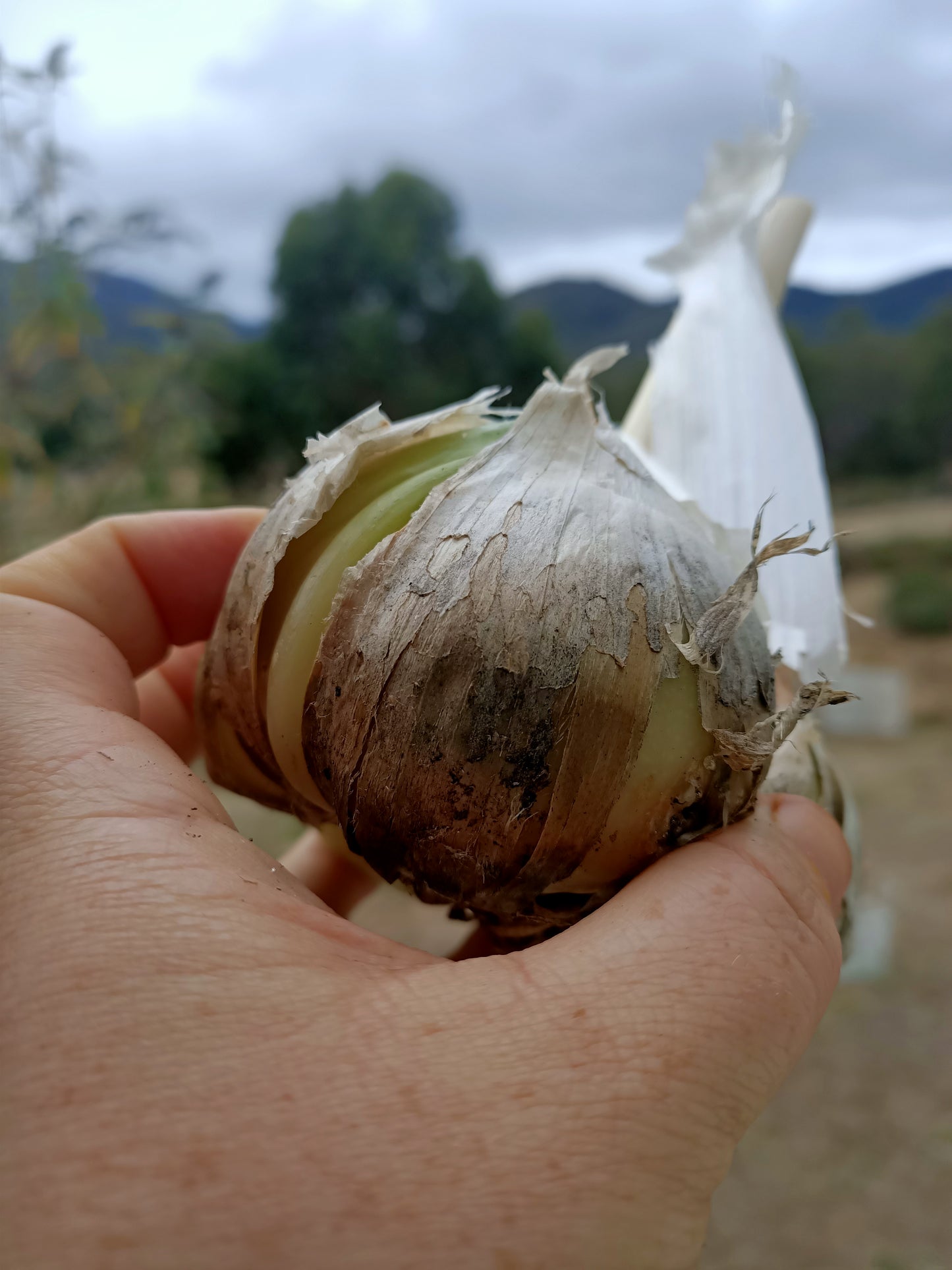 Seed Garlic - Price per clove