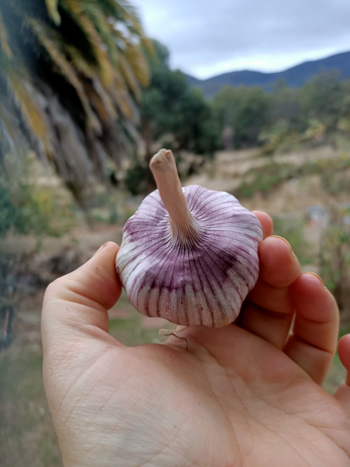 Garlic seed Tasmania