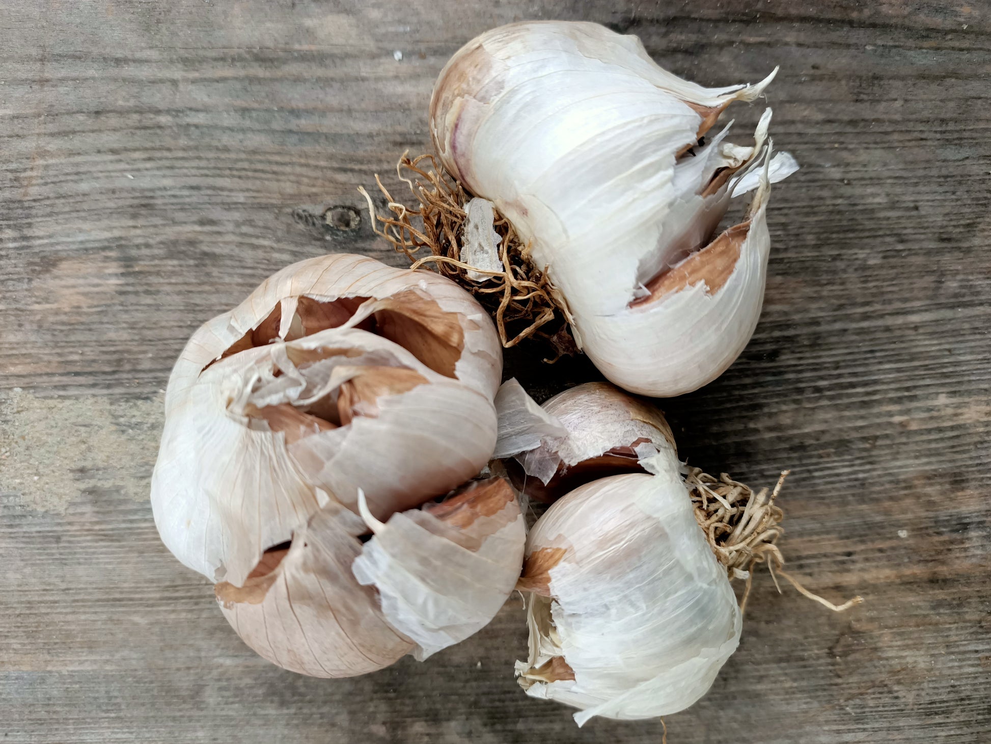 Australian Seed garlic 