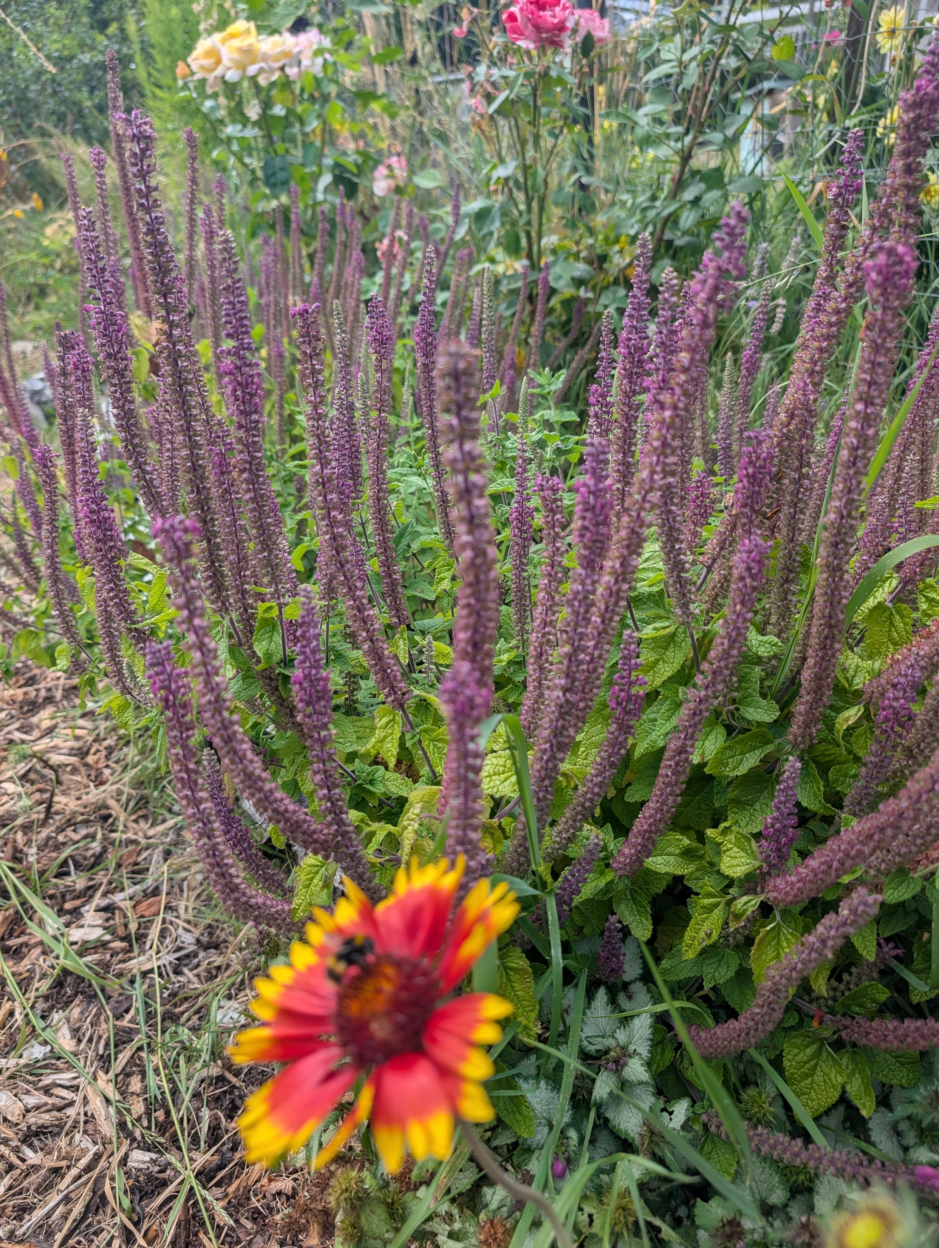 Iranian wood sage