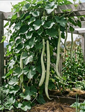 Italian Snake Gourd cucuzza squash seeds Tasmania
