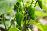Chilli Jalapeno
